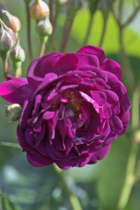 REINE DES VIOLETTES (Historic)